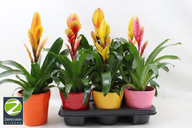 <h4>VRIES GEM 6 SRT</h4>