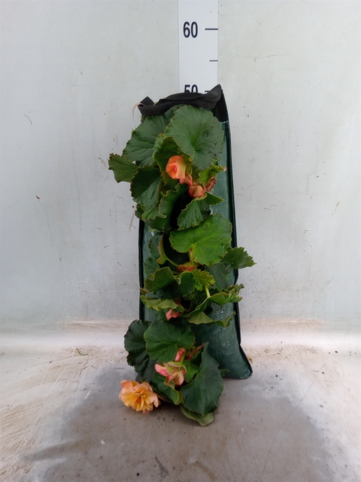 <h4>Begonia tuber.   ...</h4>