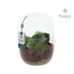 Green Bottle Isabella Large met Scindapsus