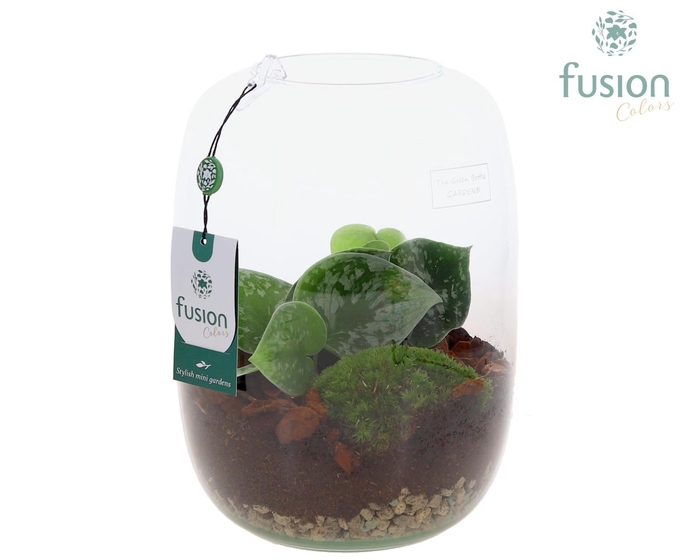 <h4>Green Bottle Isabella Large met Scindapsus</h4>