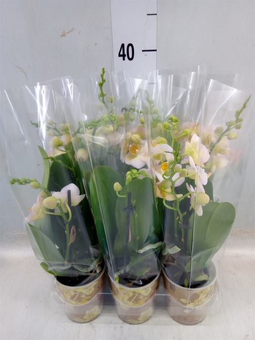 <h4>Phalaenopsis multi.   ...yellow</h4>