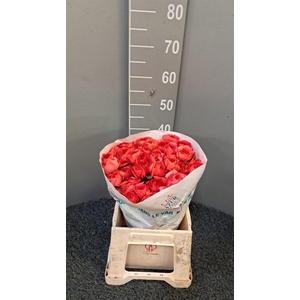 Ran Suc Ex Fragolino