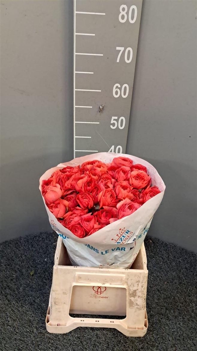 <h4>Ran Succ Fragolino Rosso</h4>