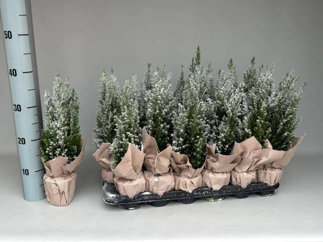 <h4>CHAM L ELLWOODII</h4>