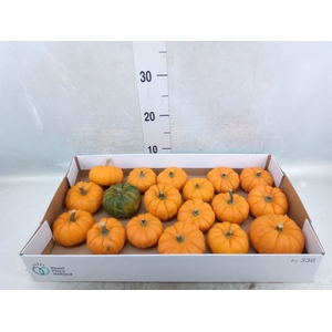 Cucurbita pepo 'Jack be Little'