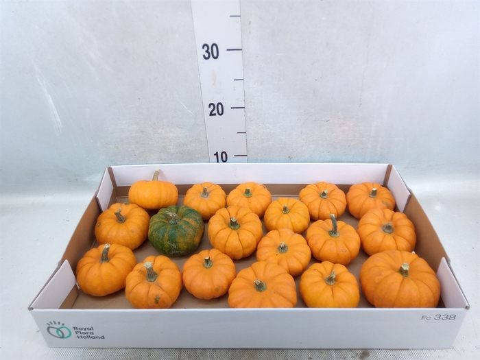 <h4>Cucurbita pepo 'Jack be Little'</h4>