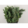 PINUS MUGO 400GR