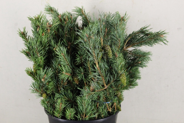 PINUS MUGO 400GR