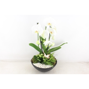 Arr2 Pl - Ebbischaal X2 Phal. Wit