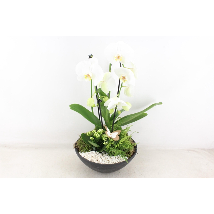 <h4>Arr2 Pl - Ebbischaal X2 Phal. Wit</h4>