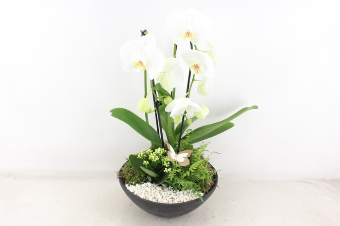 Arr2 Pl - Ebbischaal X2 Phal. Wit