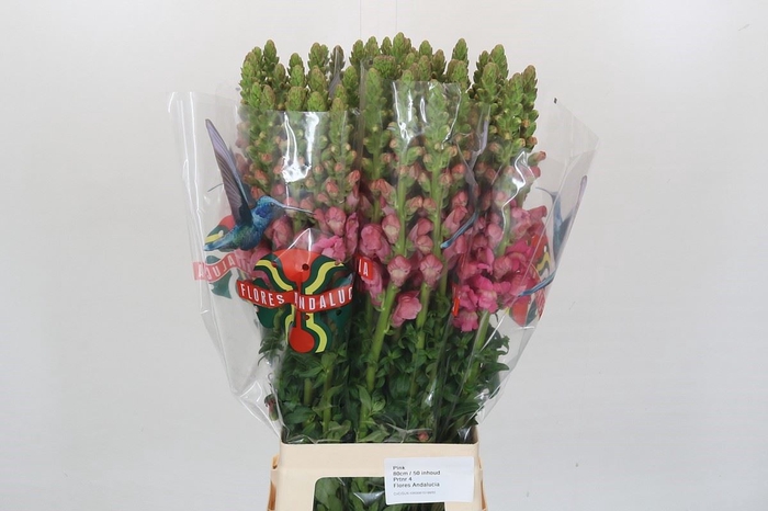 <h4>ANTIRRHINUM MAJUS 'POTO PINK'</h4>
