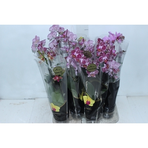 PHALAENOPSIS MINI P09 2 HT PREMIUM