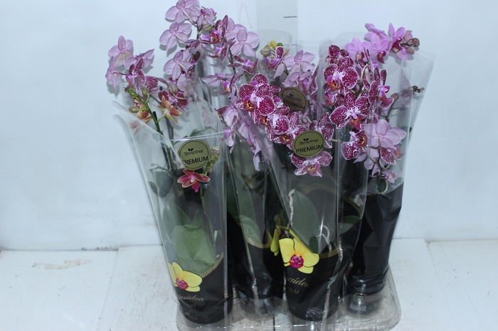 <h4>PHALAENOPSIS MINI P09 2 HT PREMIUM</h4>