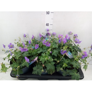 Geranium  'Bloom Me Away'