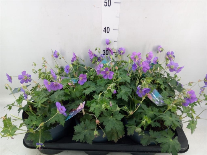 <h4>Geranium  'Bloom Me Away'</h4>