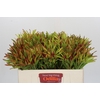 Leucadendron Ayoba Cherry Pearl
