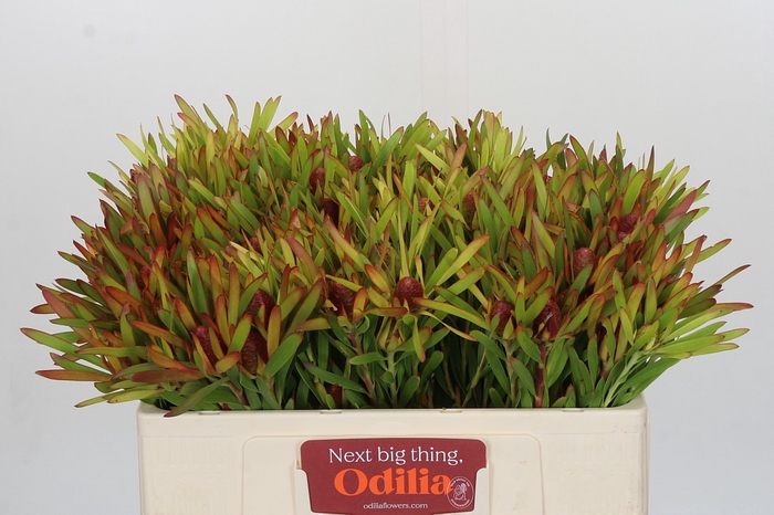 Leucadendron Ayoba Cherry Pearl