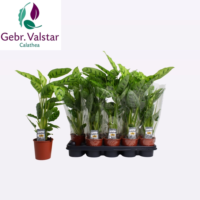 <h4>CALAT LEOPARDINA</h4>