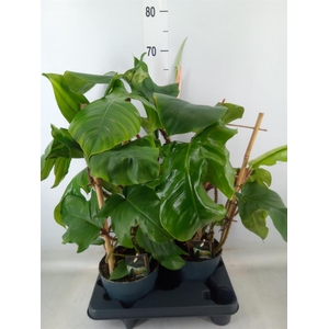 Philodendron squamiferum