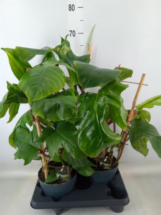 <h4>Philodendron squamiferum</h4>