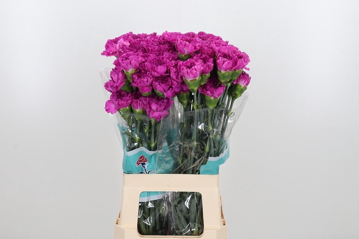 <h4>Di St Frenesi</h4>