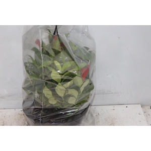 AESCHYNANTHUS SPECIOSUS C21