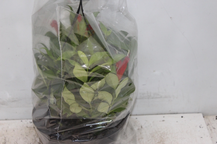 <h4>AESCHYNANTHUS SPECIOSUS C21</h4>