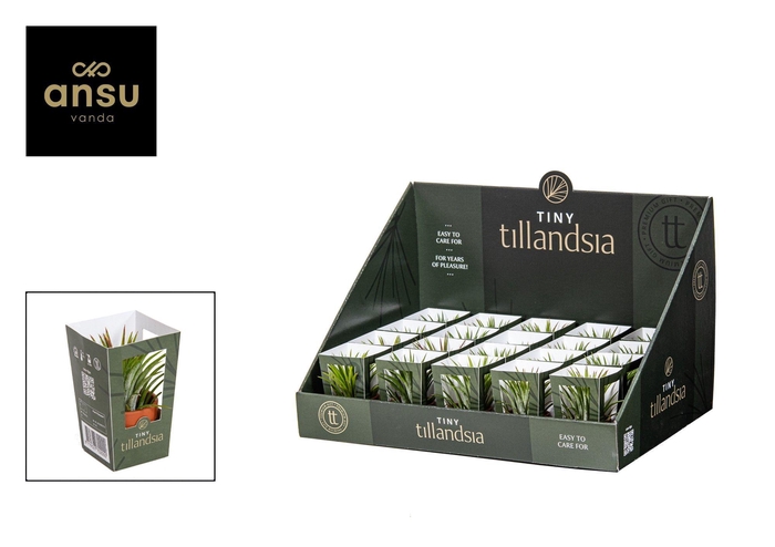 <h4>Tiny Tillandsia in Terracotta pot</h4>