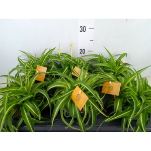 Chlorophytum com. 'Bonnie'