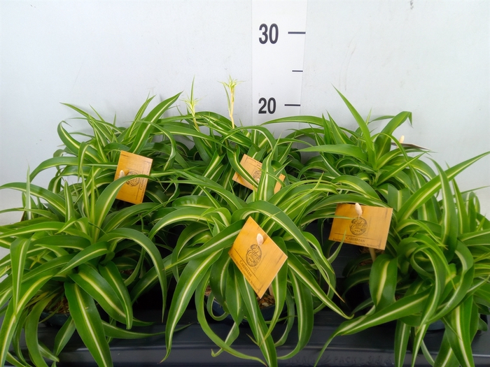 <h4>Chlorophytum com. 'Bonnie'</h4>