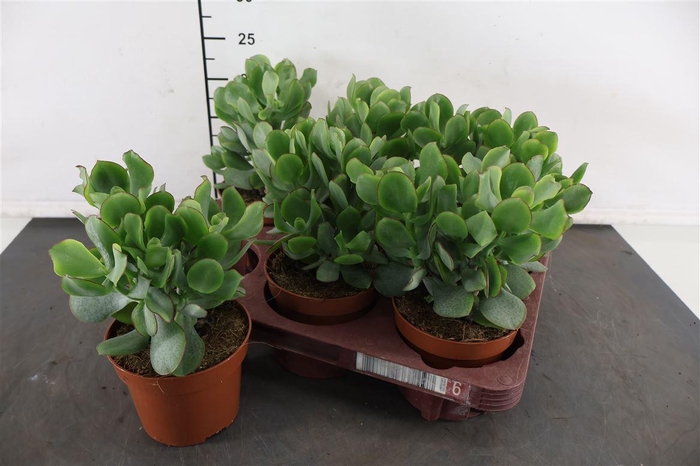 <h4>Crassula 12 Cm. P. Petit Wave</h4>