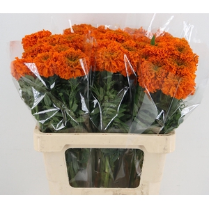 TAG E PROMISE ORANGE