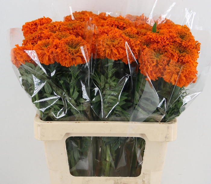 <h4>TAG E PROMISE ORANGE</h4>
