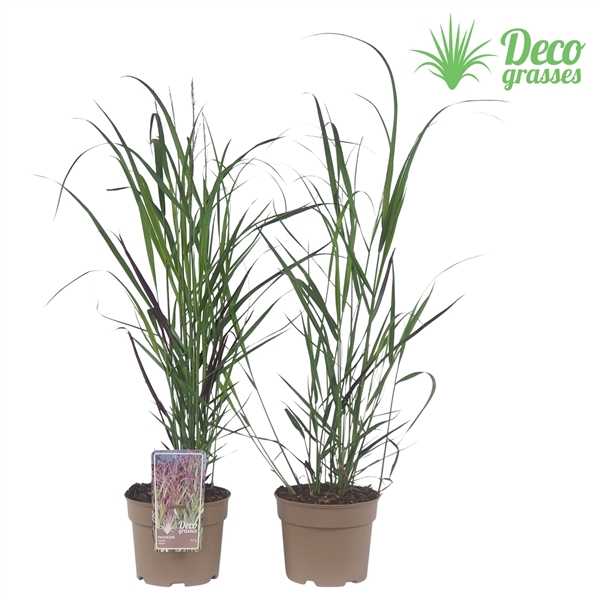 <h4>Panicum virgatum 'Squaw'</h4>