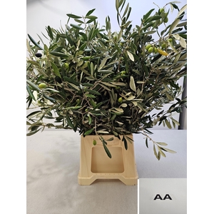 OLEA EUROPAEA PB