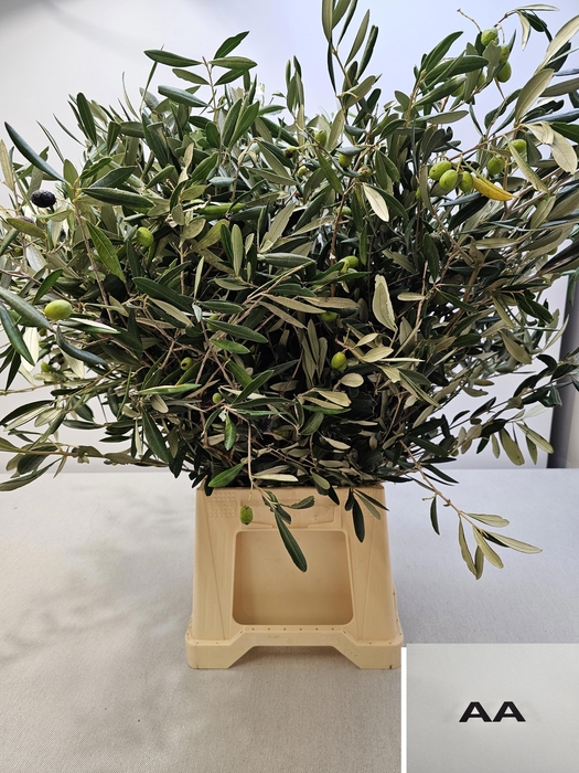 <h4>OLEA EUROPAEA PB</h4>