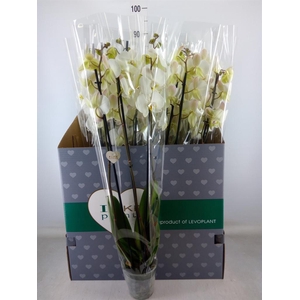 Phalaenopsis   ...white