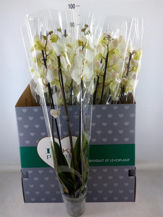 <h4>Phalaenopsis   ...white</h4>