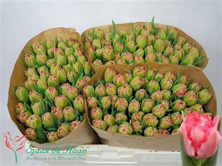 Tu Du Quin Trustfull