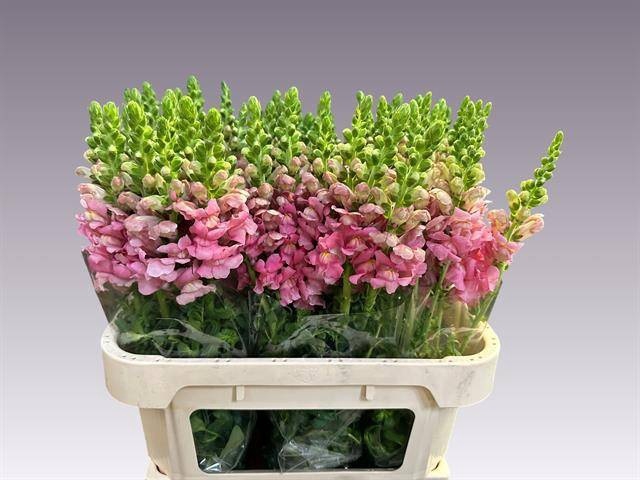 <h4>ANTIR AVIGNON C ROSE</h4>