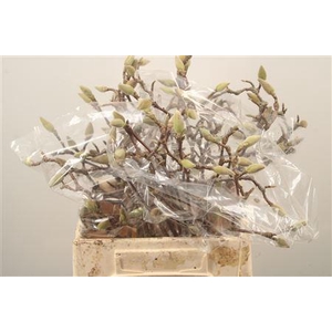 Magnolia Grandiflora