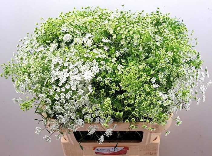 <h4>AMMI MAJUS</h4>
