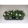 Platycodon grandiflorus Astra Whit