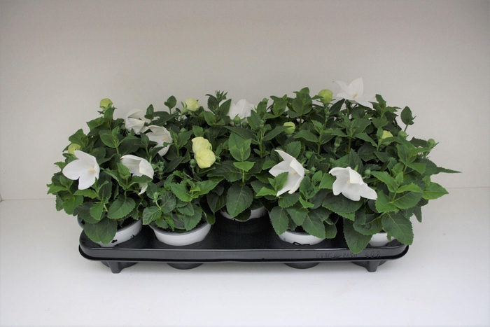 Platycodon grandiflorus Astra Whit