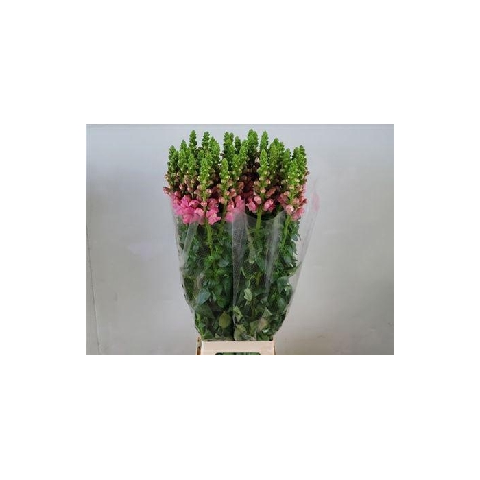 <h4>Antir Cannes Rose</h4>