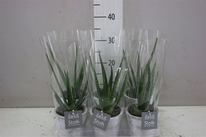 <h4>Aloe Vera White Wash Keramiek</h4>