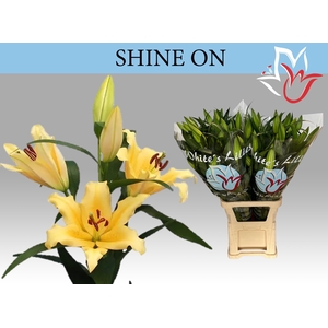 LI OT SHINE ON