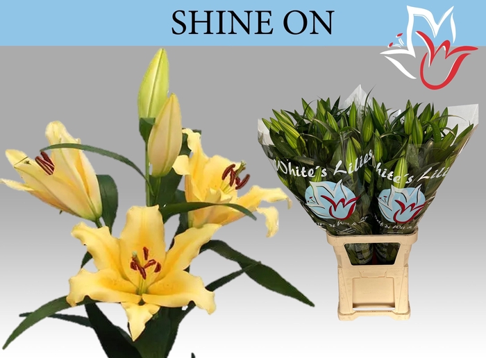 <h4>LI OT SHINE ON</h4>