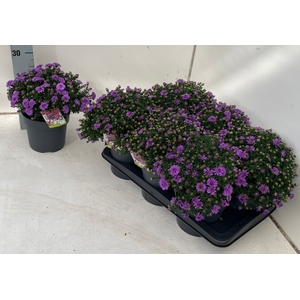 ASTER D AL PURPLE RO